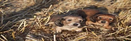 Miniature Dachshund dogs for sale: From IVDD Screened parents shadedcream mini longs  - Advert 2