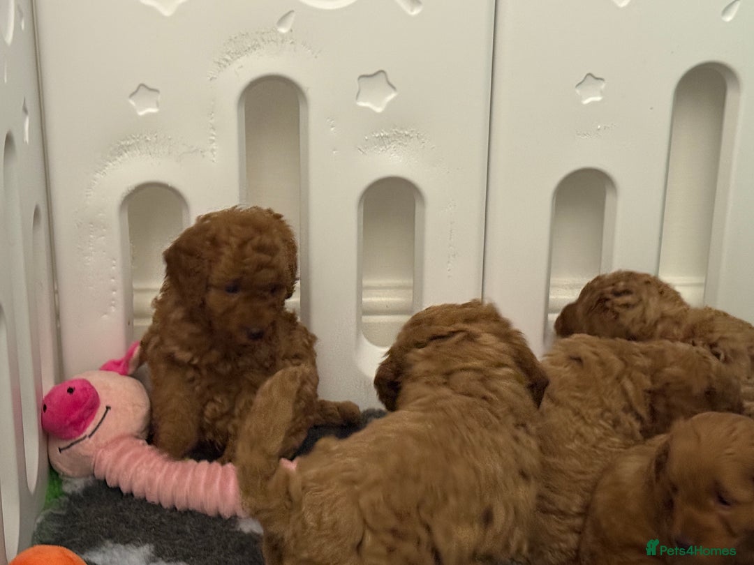 Cockapoo dogs for sale: Cockapoo F1b non moulting health tested puppies  - Image 17