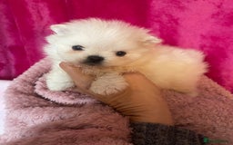 Pomeranian dogs for sale: Stunning Kc-reg boys 🌟🌟🌟🌟🌟 - Image 9