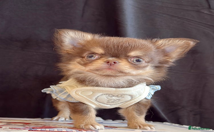 Chihuahua dogs - Advert 1