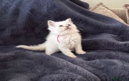Birman cats for sale: Beautiful Birman Kittens - Image 4