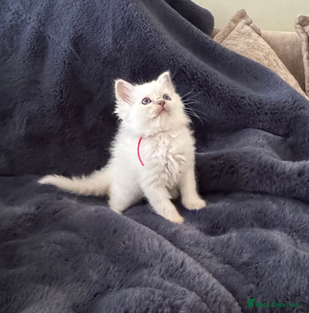 Birman cats for sale: Beautiful Birman Kittens - Image 4