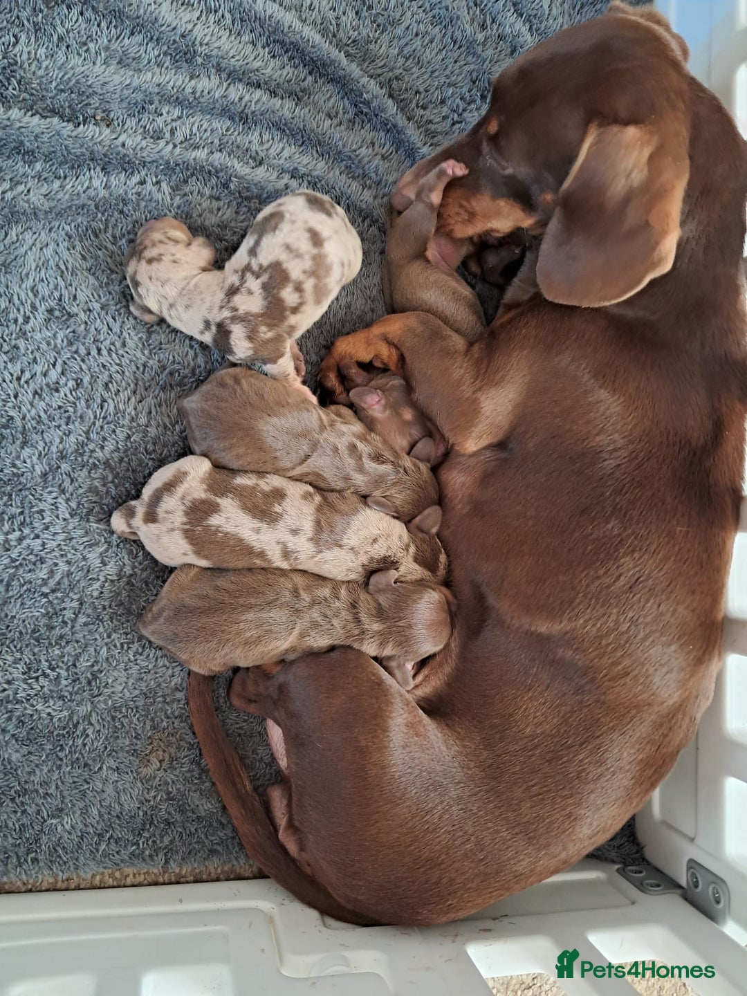 Dachshund dogs for sale: 4 absolutely gorgeous dachshund girls  - Advert 15