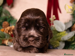 Cocker Spaniel dogs True To Type Show Cocker Spaniels - Advert 8