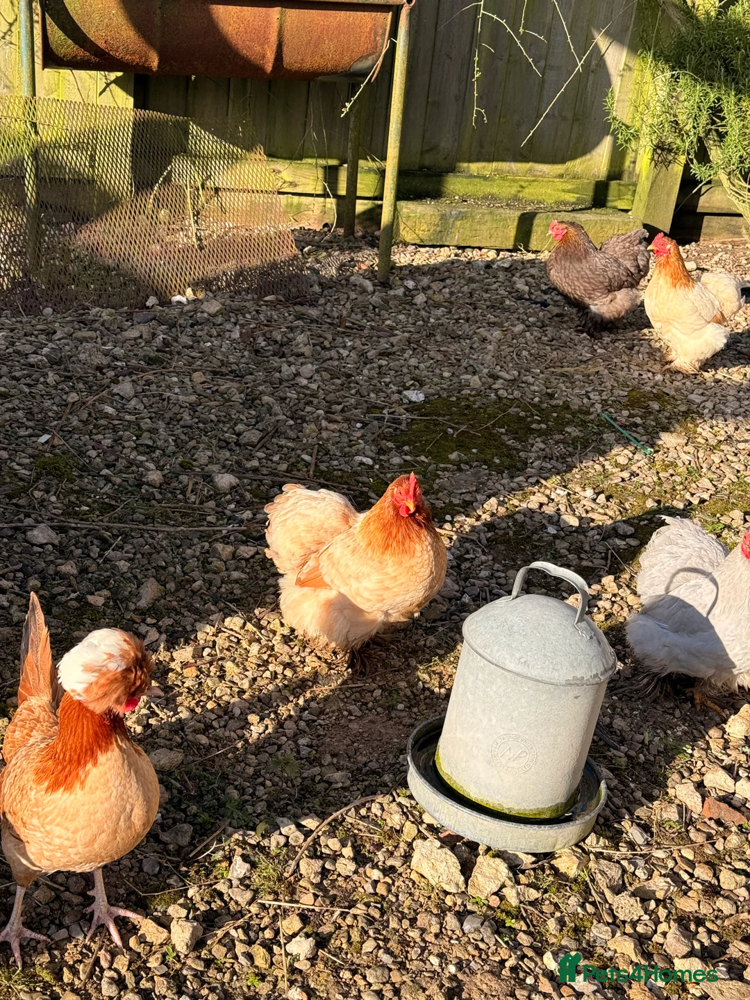 Chickens poultry for sale: Peking Batam and frazzle silkie  in Marlborough - Advert 2