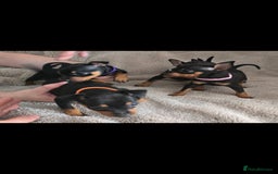 Miniature Pinscher dogs for sale: Beautiful Miniature pinscher Puppies  - Image 3