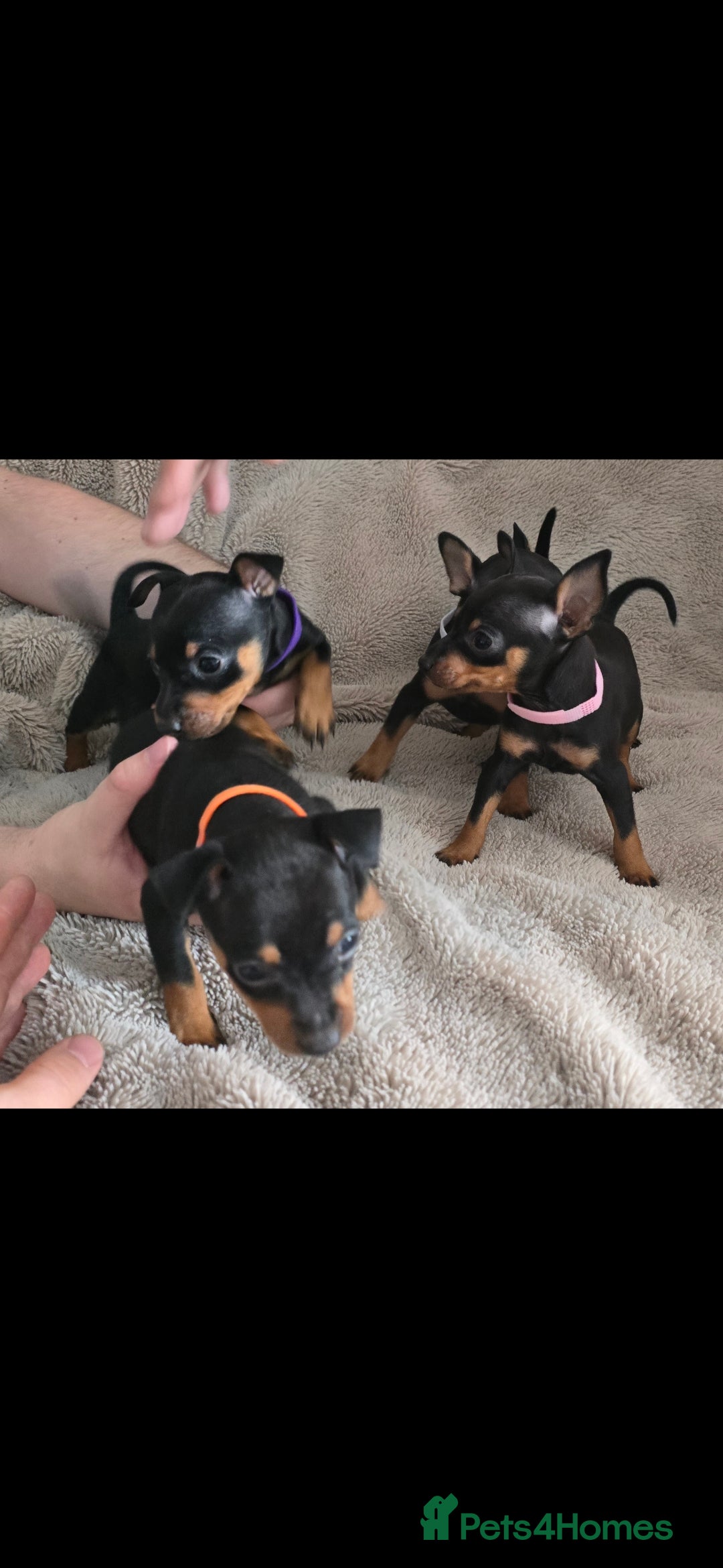 Miniature Pinscher dogs for sale: Beautiful Miniature pinscher Puppies  - Image 3