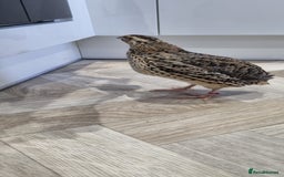 Quail poultry for sale: 1 male and 1 female corurnix quail - Image 4