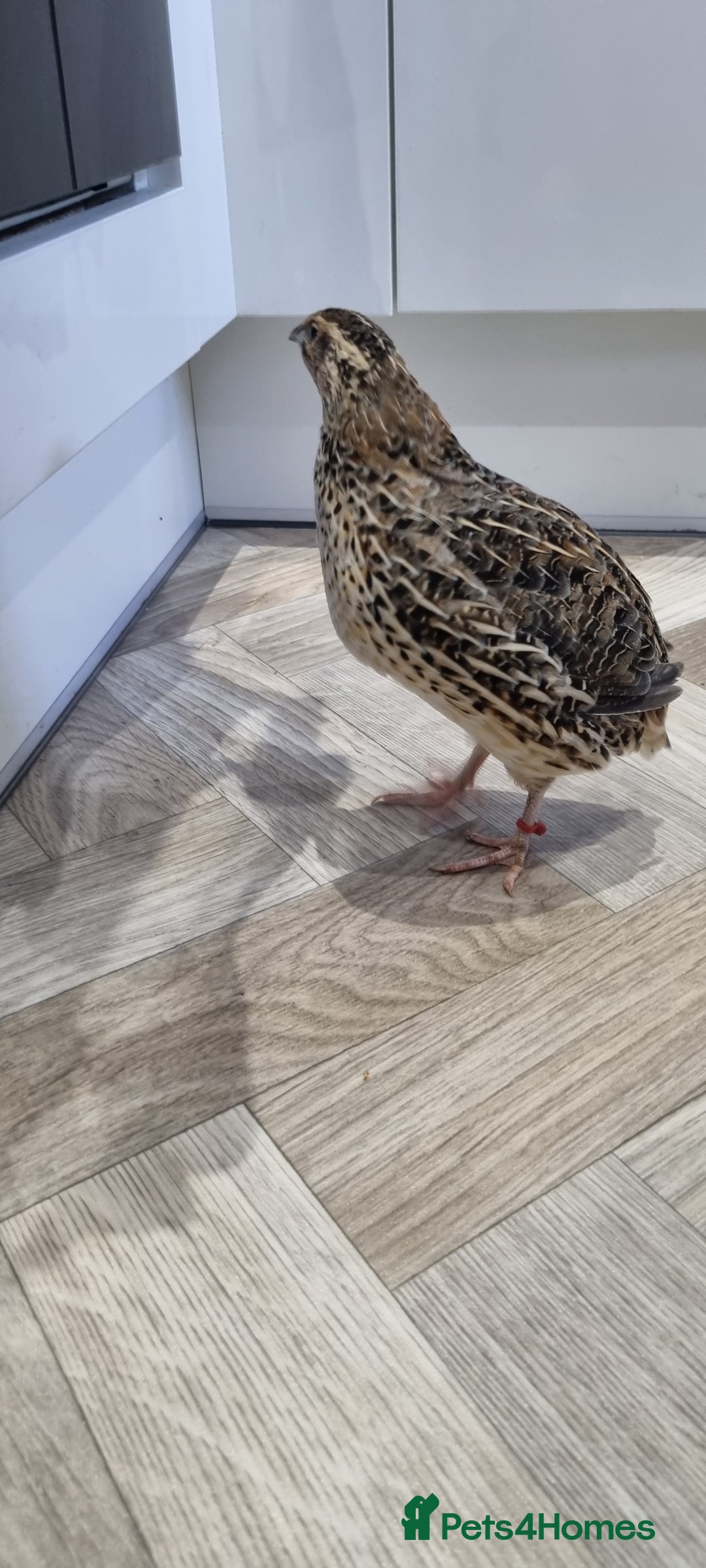 Quail poultry for sale: 1 male and 1 female corurnix quail - Image 4