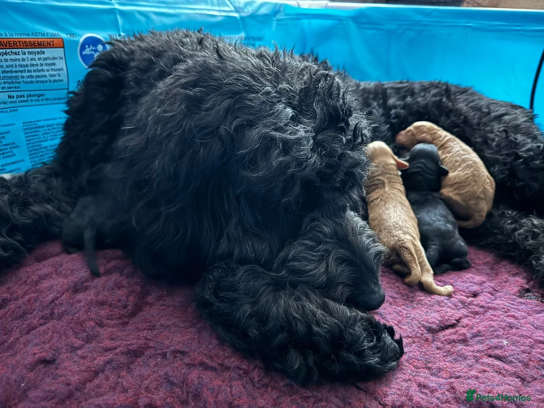 Miniature Poodle dogs for stud: Stunning Red Poodle for Stud in Motherwell - Advert 23