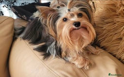 Yorkshire Terrier dogs for stud: Stunning Boy!  - Image 2