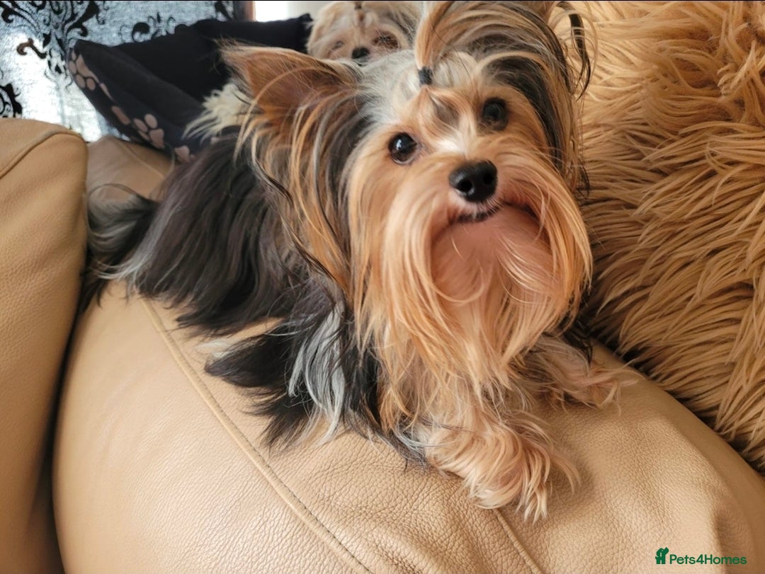 Yorkshire Terrier dogs for stud: Stunning Boy!  - Image 2