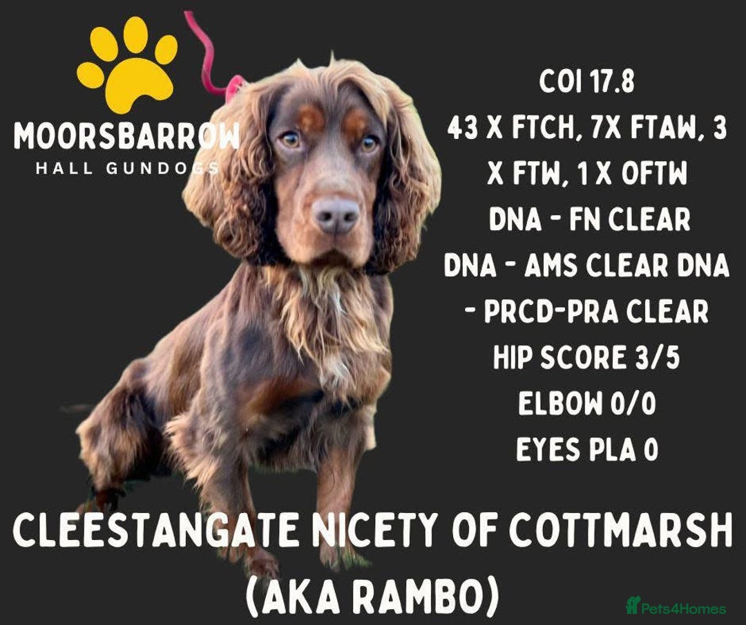 Cocker Spaniel dogs for sale: 8 health checked true quality working cocker pups - Advert 17