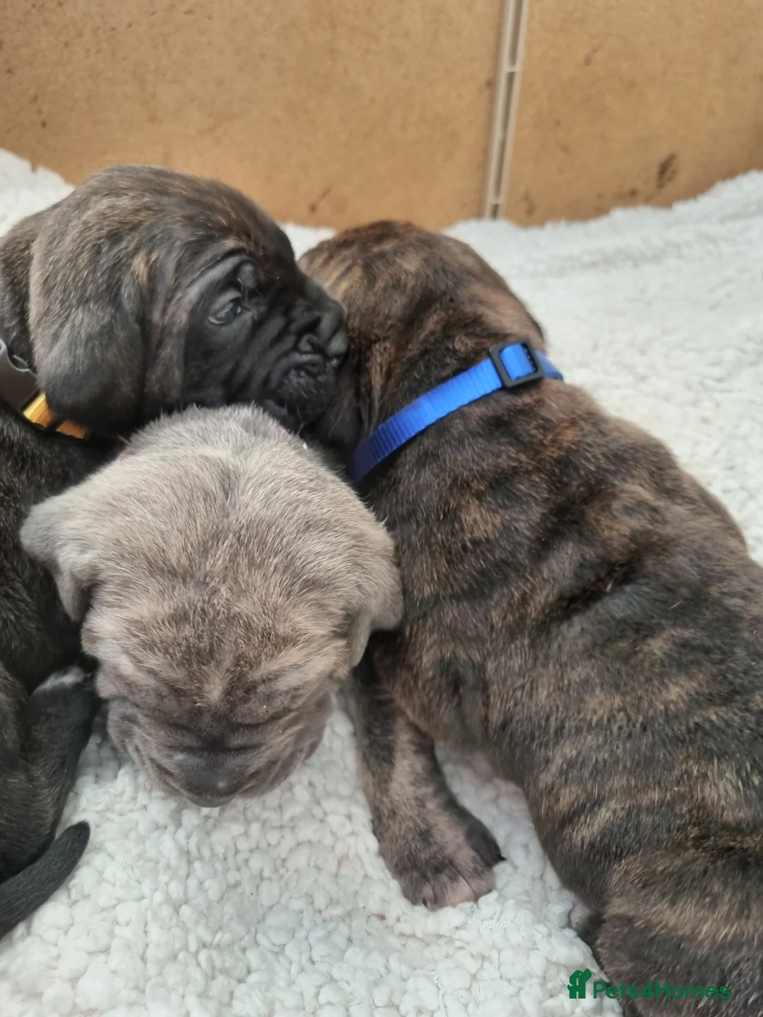 Cane Corso dogs for sale: ITALIAN CANE CORSO  - Advert 11