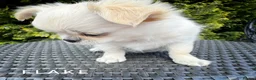 Chihuahua dogs for sale: KC registered long coat show line girl  - Advert 2