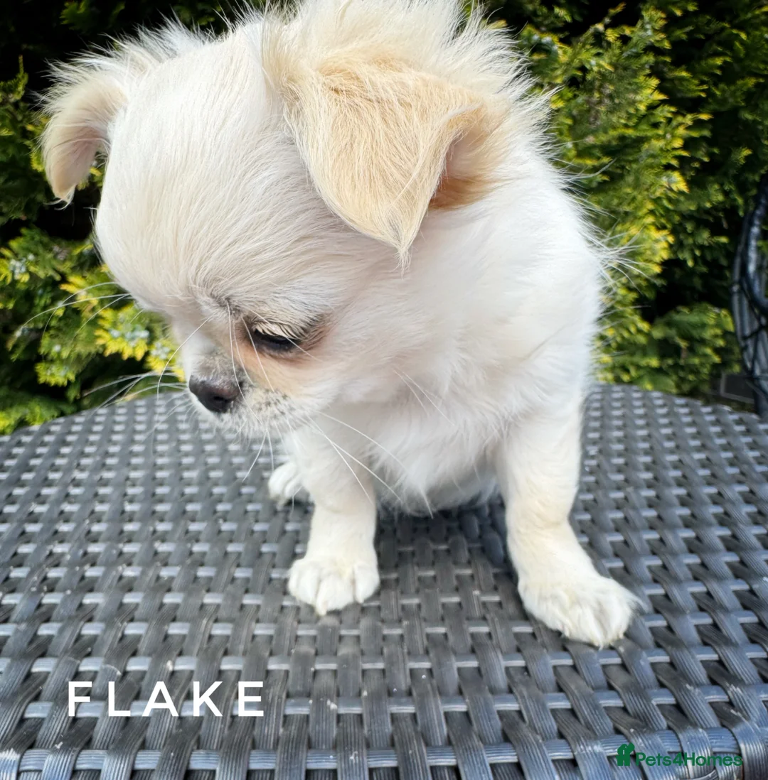 Chihuahua dogs for sale: KC registered long coat show line girl  - Advert 2