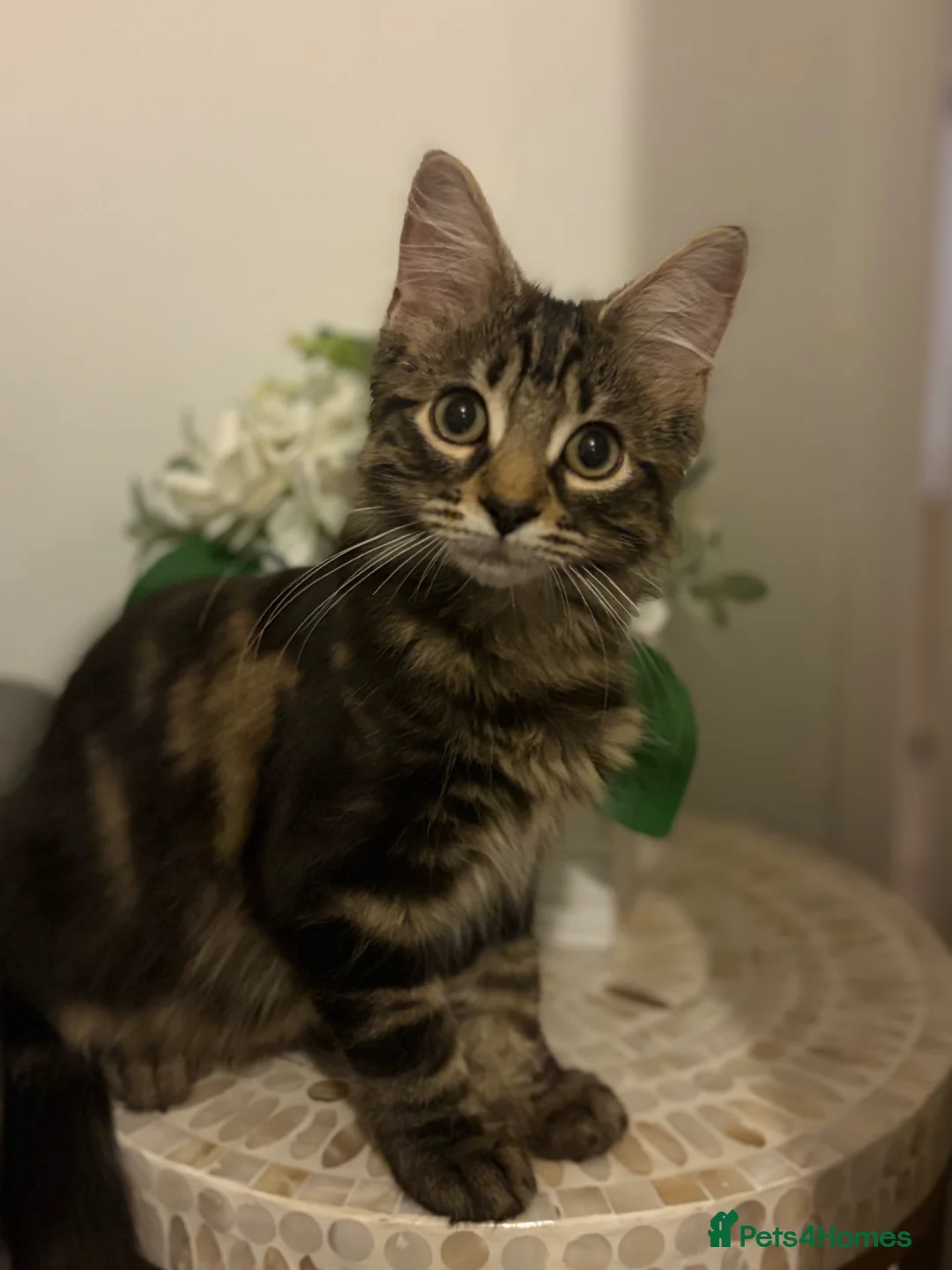 Mixed Breed cats for sale: Lovely timid little boy  - Advert 6