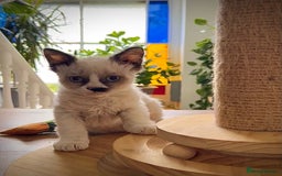 Selkirk Rex cats for sale: Gorgeous Selkirk Rex kittens - Image 29