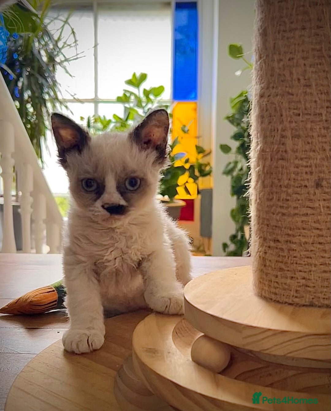 Selkirk Rex cats for sale: Gorgeous Selkirk Rex kittens - Image 29