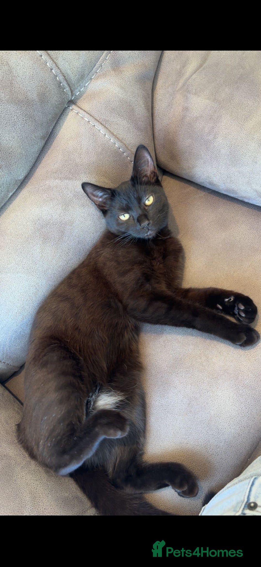 Mixed Breed cats for sale: Beautiful Female Cat Looking for a Loving Home - Advert 2