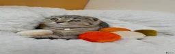 British Shorthair cats for sale: Golden Tabby Kittens  - Advert 13