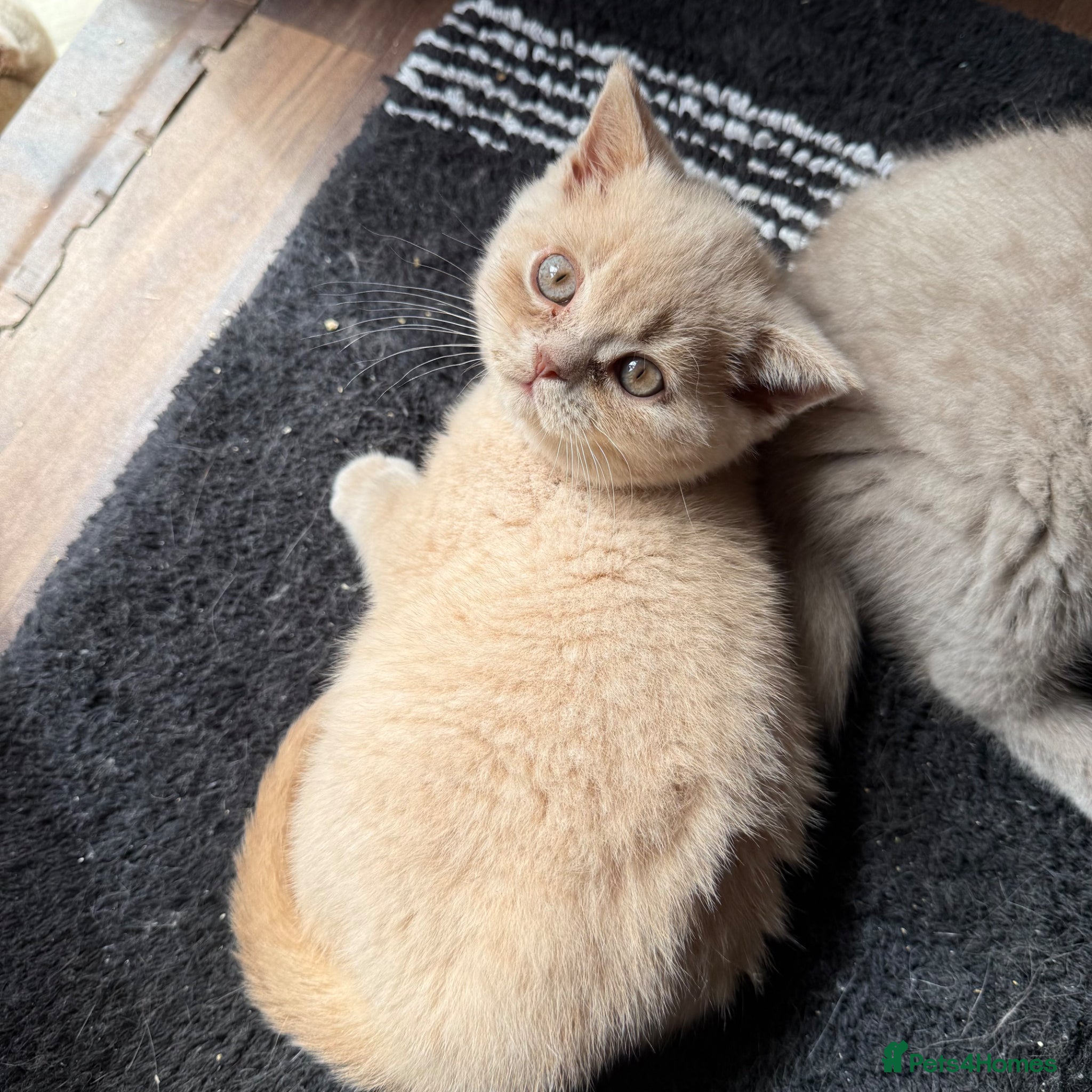 British Shorthair cats Gccf registered cream BSH boy - Advert 1