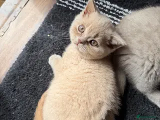 British Shorthair cats Gccf registered cream BSH boy - Advert 1