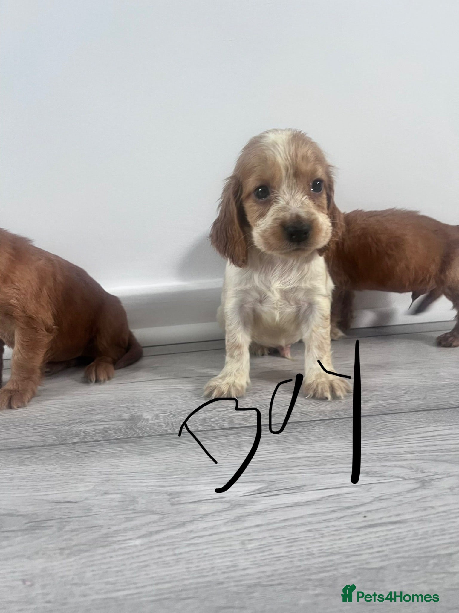 Cocker Spaniel dogs Ready now 2 boys 1 girl ‼️ Cocker spaniels - Advert 2
