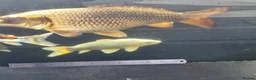 Koi Carp fish for sale: Koi /Orf /Tench- 11 in total in Wellingborough - Advert 14