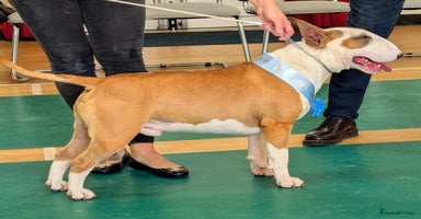 English Bull Terrier dogs - Advert 3