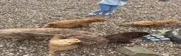 Labradoodle dogs for sale: Gorgeous puppies for sale!  - Advert 11