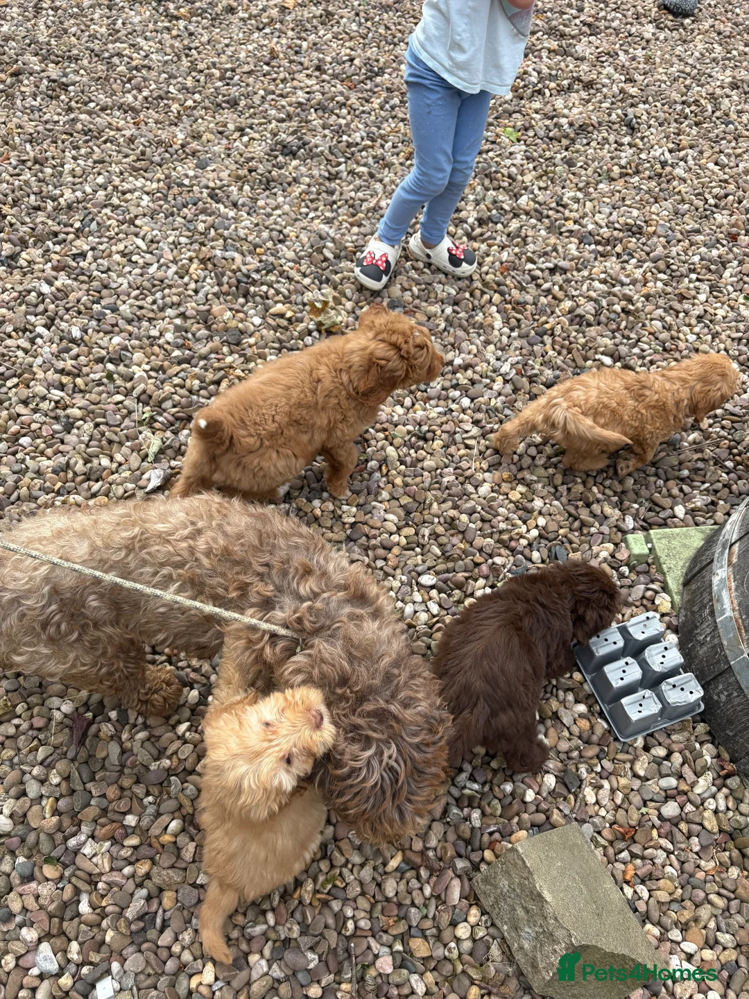 Labradoodle dogs for sale: Gorgeous puppies for sale!  - Advert 11