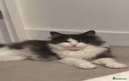 Maine Coon cats for sale: Beautiful kitten - Image 1