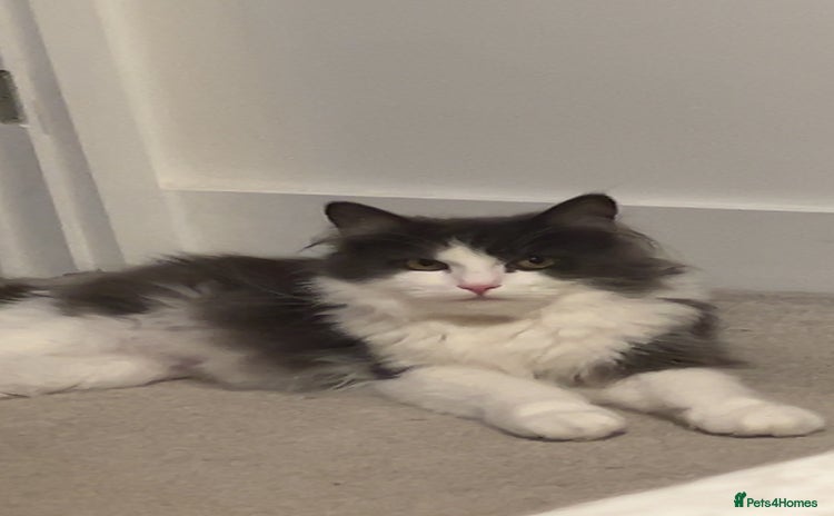 Maine Coon cats - Advert 1