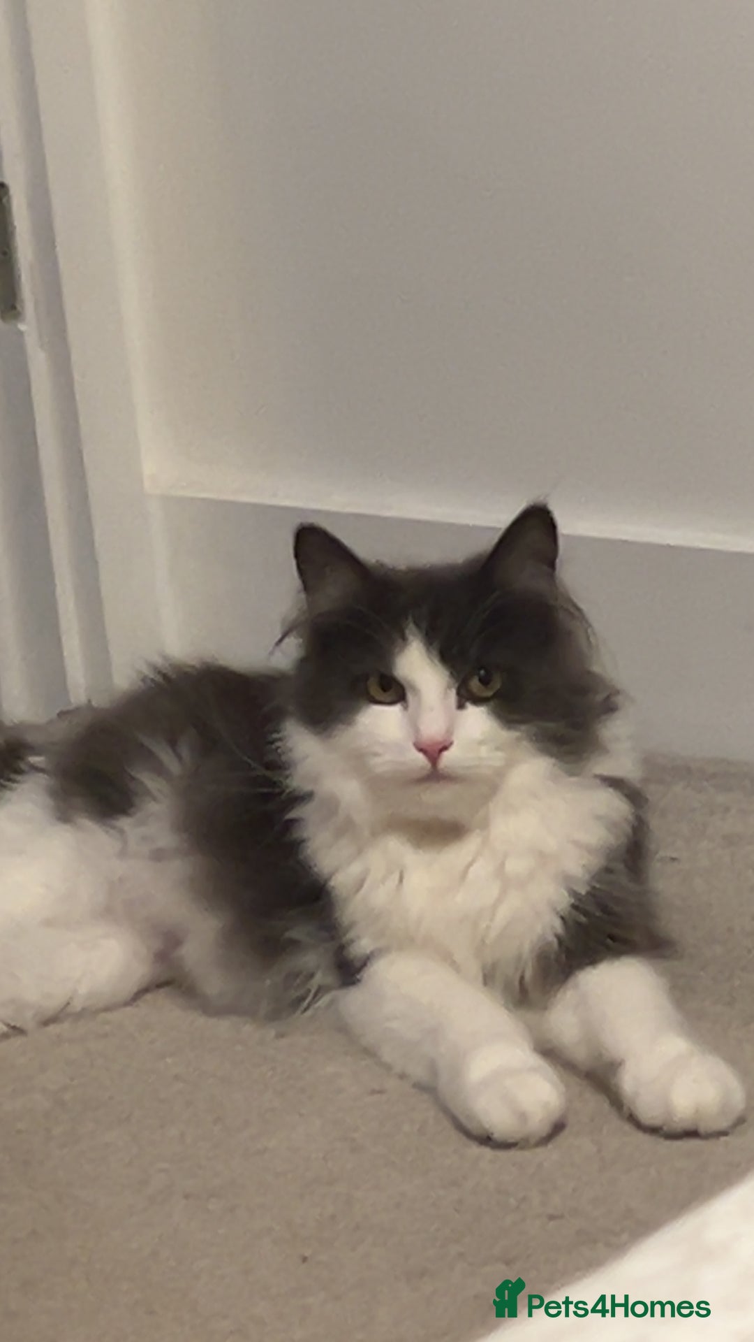 Maine Coon cats for sale: Beautiful kitten - Image 1