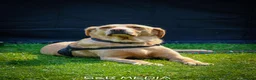 Goldador dogs for sale: Retriever Puppies for sale  - Advert 5