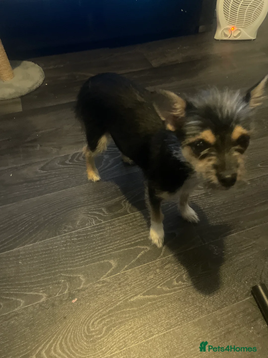 Jack Chi dogs for sale: Jack shi 6 months old  in Bristol - Advert 1
