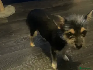 Jack Chi dogs Jack shi 6 months old - Advert 1