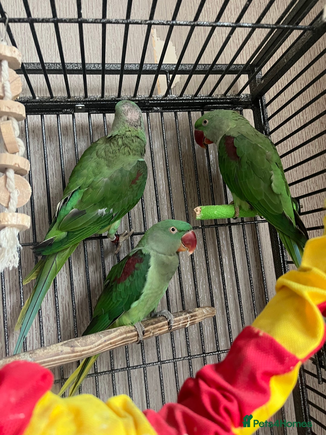 Parakeets birds for sale: Alexandrines for sale - Image 3