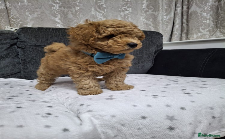 Maltipoo dogs - Advert 1