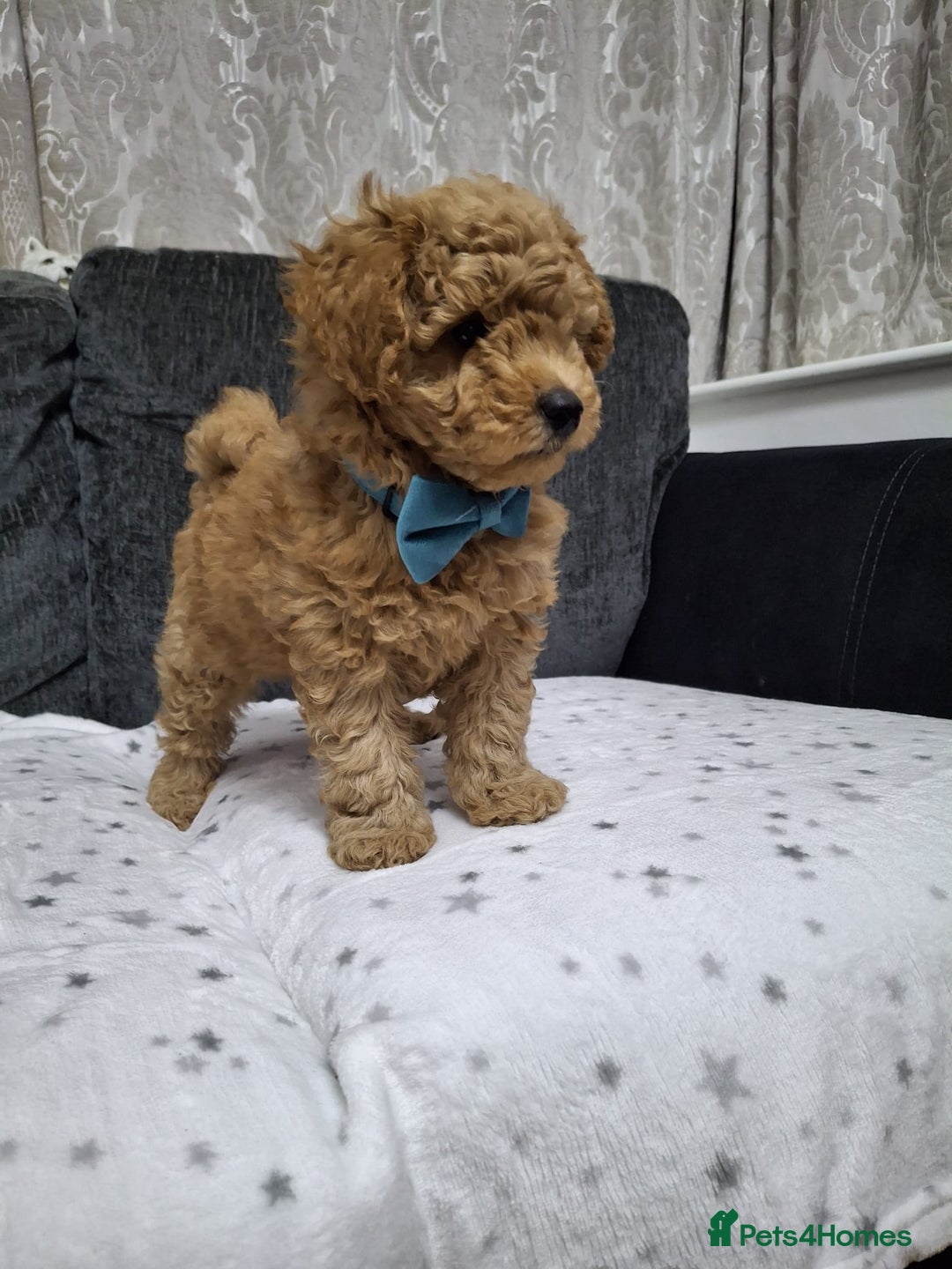 Maltipoo dogs for sale: 3 Maltipoo Puppies For sale - Image 1