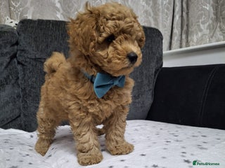 Maltipoo dogs - Advert 36