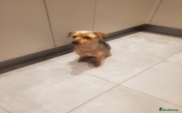 Yorkshire Terrier dogs for stud: Handsome Yorkshire Terrier available for stud! - Image 3