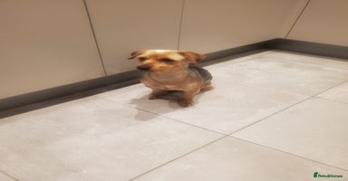 Yorkshire Terrier dogs - Advert 10
