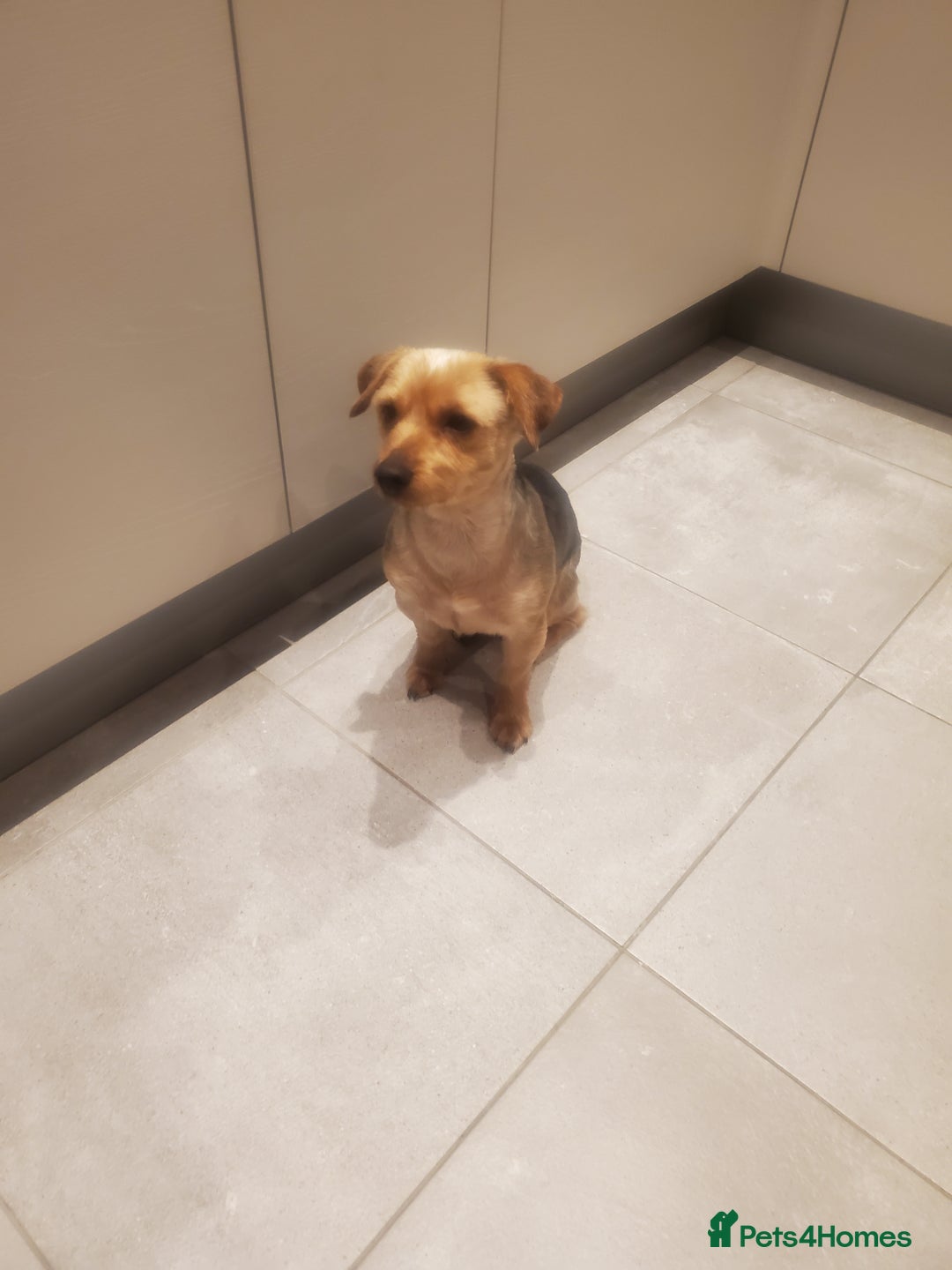 Yorkshire Terrier dogs for stud: Handsome Yorkshire Terrier available for stud! - Image 3