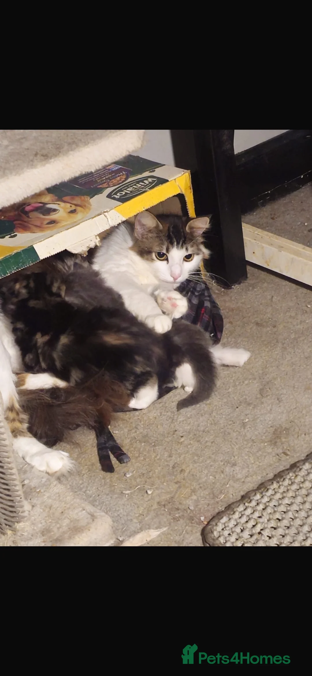 Mixed Breed cats for sale: Fluffy mixed breed Kittens - Advert 12
