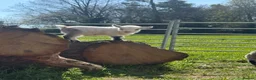 Goats livestock for sale: Pigmy goat twins - Advert 3