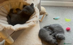 British Shorthair cats for sale: Blue British shorthairs 1 boy 2 girls ready now!! - Image 1