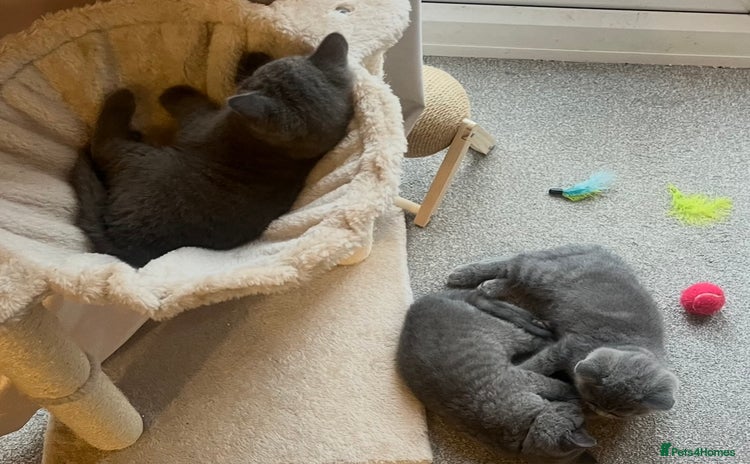 British Shorthair cats - Advert 2