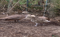 Peafowl poultry for sale: Peafowl chicks & peahen forsale - Image 2